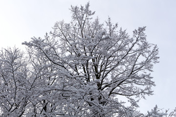 Branches of spruce tree with white snow. Winter spruce trees in the frost.Layer of snow on branches of spruce with hoar-frost.