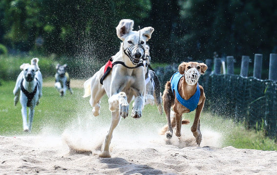 Windhunde Rennen, kurz vor dem Ziel !