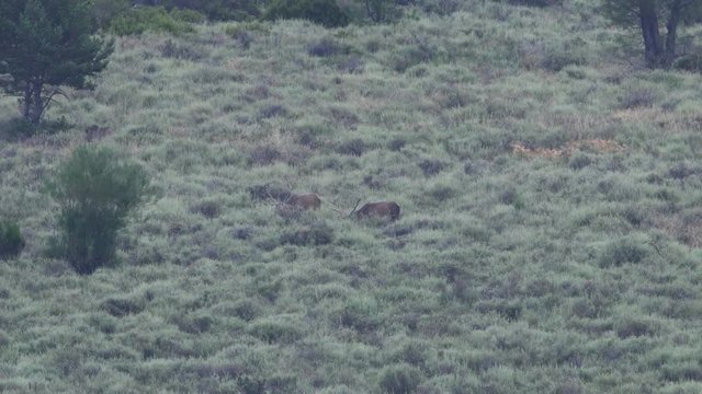 Long shot of male deer feeding