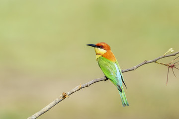 Chestnut-headed bee-eater or Merops leschenaulti perching on tree branch , Thailand