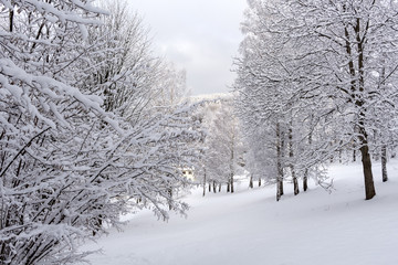 Snow on the tree branches. Winter View of trees covered with snow. The severity of the branches under the snow.