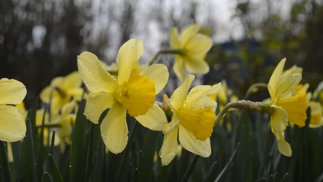 spring narcissus under rain / video with flowering narcissus under spring rain