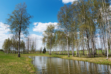 Fototapeta na wymiar Birch grove at lake in spring.