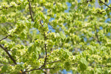 Thriving leaves in the spring.