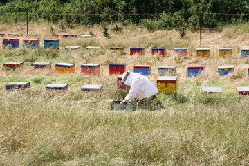 Summer is a time to collect honey