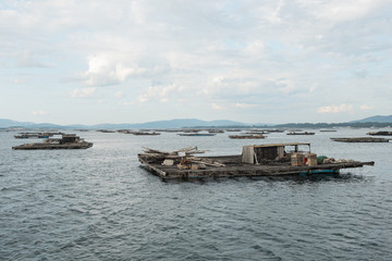 Mussel aquaculture rafts, batea, in Arousa estuary