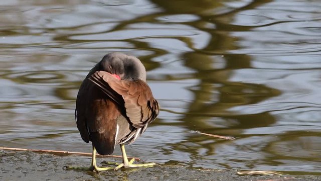 Teichhuhn putz sein Gefieder an Eiskante, winter,
 (gallinula chloropus)