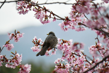 ヒヨドリと河津桜