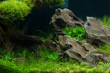 Aquarium plants decoration, aquatic fern and aquarium plant growth in aquarium tank.