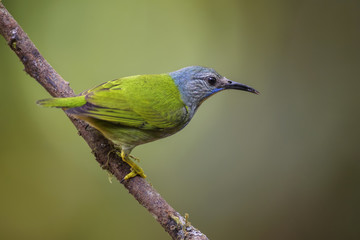 Shining Honeycreeper - Cyanerpes lucidus, beatiful small blue honeycreeper from Costa Rica.