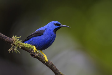 Shining Honeycreeper - Cyanerpes lucidus, beatiful small blue honeycreeper from Costa Rica.