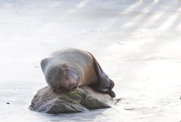 Sea lion eating on the ice