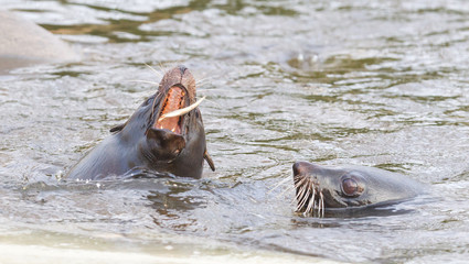 Fototapeta premium Sea lion eating a fish