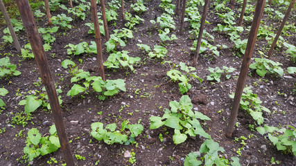 Agriculture of beans