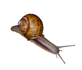 Snail on white