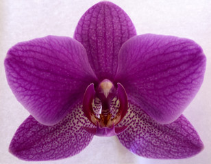 orchid close up like bird on white