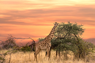 Giraffe Safari Game drive in Serengeti national Park,Tanzania
