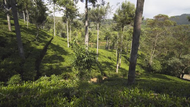 Trees Cast Shade over Tea Plantation in Nuwara Eliya, Sri Lanka
