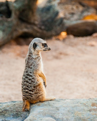 Fototapeta premium Meerkat Surikate found in Zoo, Australia.