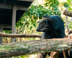 Binturong or philipino bearcat looking curiously from the tree, Palawan, Philippines