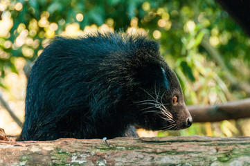 Binturong or philipino bearcat looking curiously from the tree, Palawan, Philippines