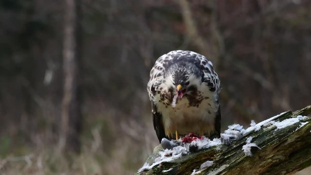 Maeusebussard frisst tote Ringeltaube, Beute, Winter, (Buteo buteo)