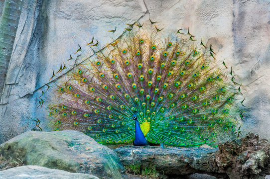 Close up of peacock showing its beautiful feathers. male peacock displaying his tail feathers. Spread tail-feathers of peacock are dating. Peacock closeup with Feather open