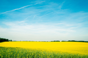 yellow field and blue sky