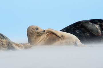 Atlantic Grey Seal Pup (Halichoerus grypus)/Atlantic Grey Seal Pup on sandy beach