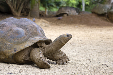 Giant turtles, dipsochelys gigantea in island Mauritius , Close up