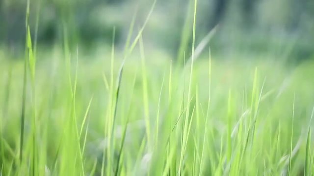 Blurred Grass Background closeup. Nature. Environment concept. HD video footage 1280x720