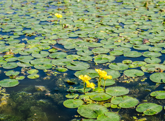 Flower plant water lily 