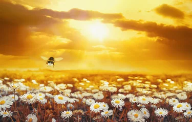 Wall murals Summer A lot of chamomile in summer meadow in nature in sunshine at sunset and a flying bumblebee. Beautiful summer landscape with field of daisies in golden colors of sunset. Summer wallpapers.