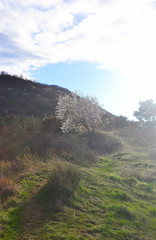 Obraz premium blossoming tree against the background of the valley and the sun, spring.