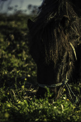 Pony comiendo hierba
