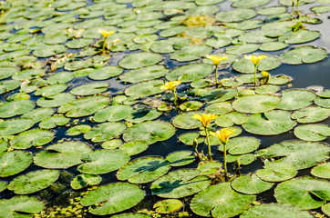 Flower plant water lily 