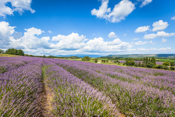 Fototapeta na wymiar Lavender Field in Provence, France