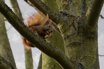a squirrel in the tree with a cone, eating