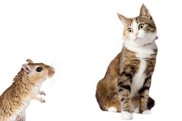 Gerbil Mouse and Surprised Ginger Cat Isolated on White background