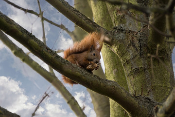a squirrel in the tree with a cone, eating