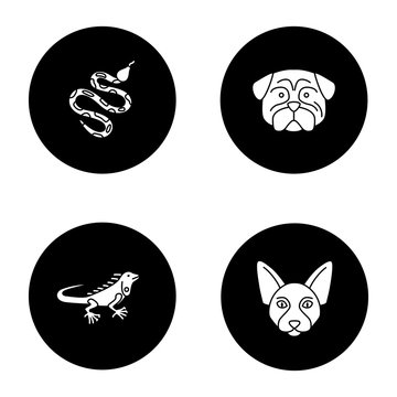 Pets glyph icons set