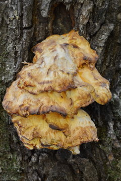 Sunny chicken-of-the-woods (Laetiporus sulphureus) mushroom 