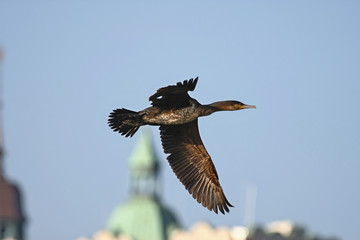 cormorant - a perfect aviator, swims and dives well, plumage is not waterproof © zmija5