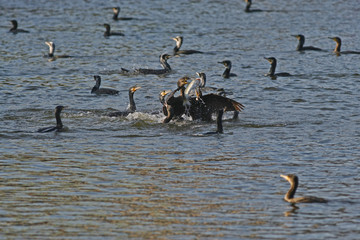 cormorant - a perfect aviator, swims and dives well, plumage is not waterproof © zmija5