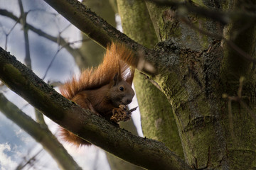 a squirrel in the tree with a cone, eating