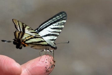 Butterfly from the Taiwan (Pazala eurous) Tailed Such as swords butterfly