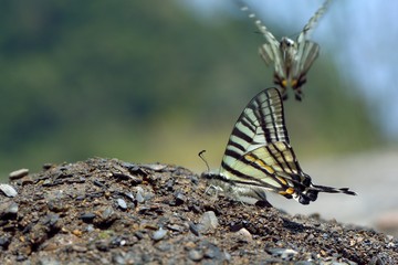 Obraz na płótnie Canvas Butterfly from the Taiwan (Pazala eurous) Tailed Such as swords butterfly