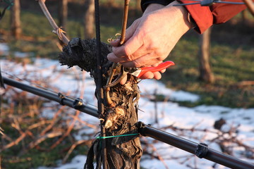 zwei hände beim weinreben schneiden im winter