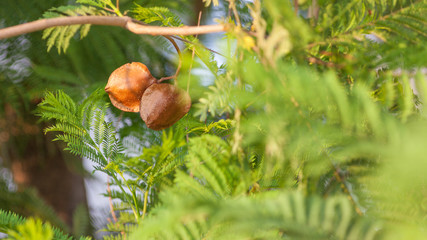 Jacaranda mimosifolia is a sub-tropical tree native to south-central South America