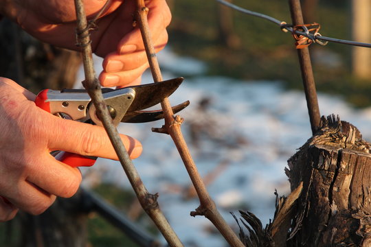 zwei h&auml;nde beim weinreben schneiden im winter